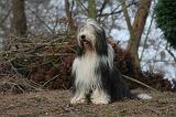 BEARDED COLLIE 446